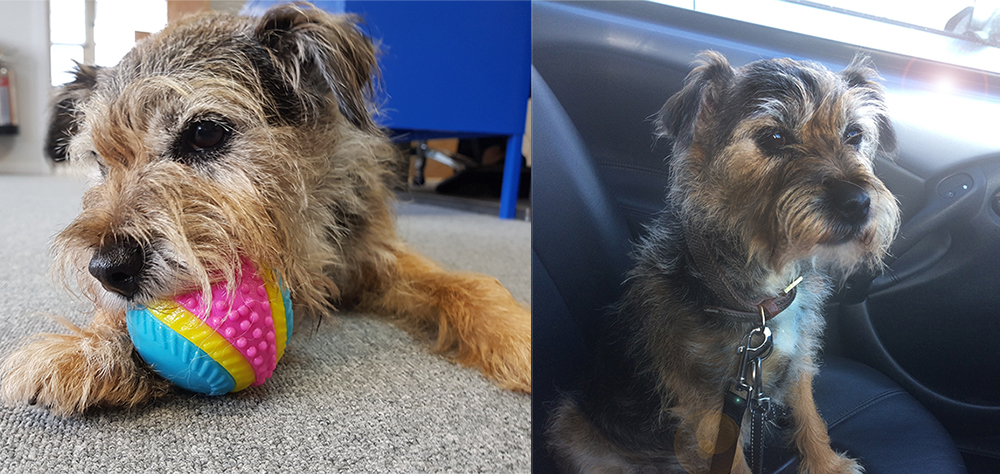 Bertie the Border Terrier