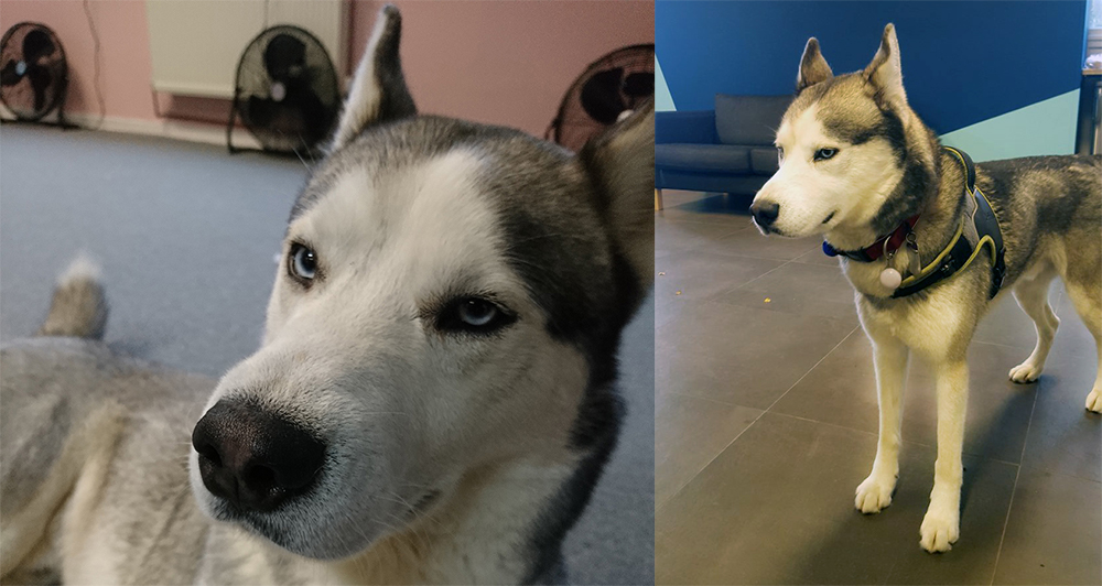 Miska the Siberian Husky