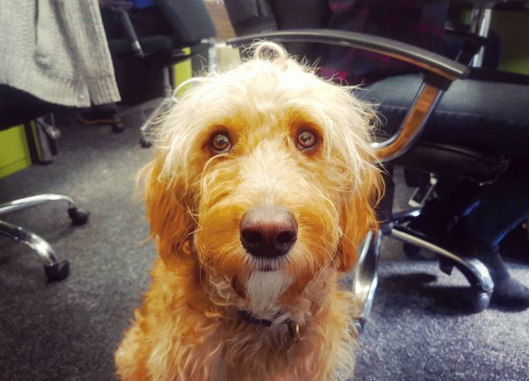 Darwin the Goldendoodle