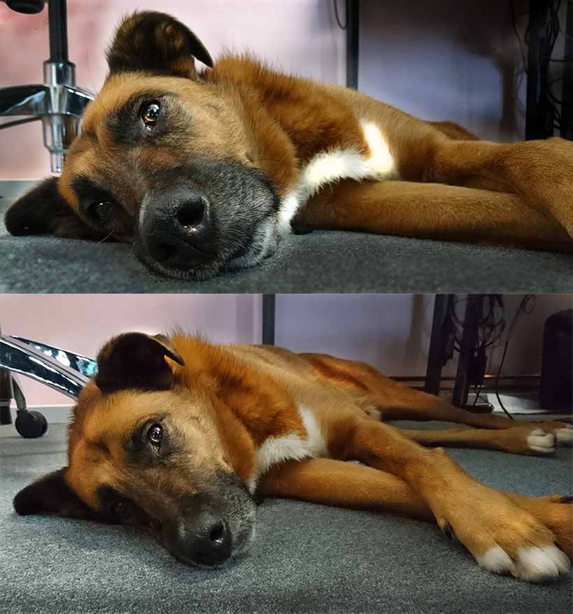 Mason the German Shepherd-Boxer Cross