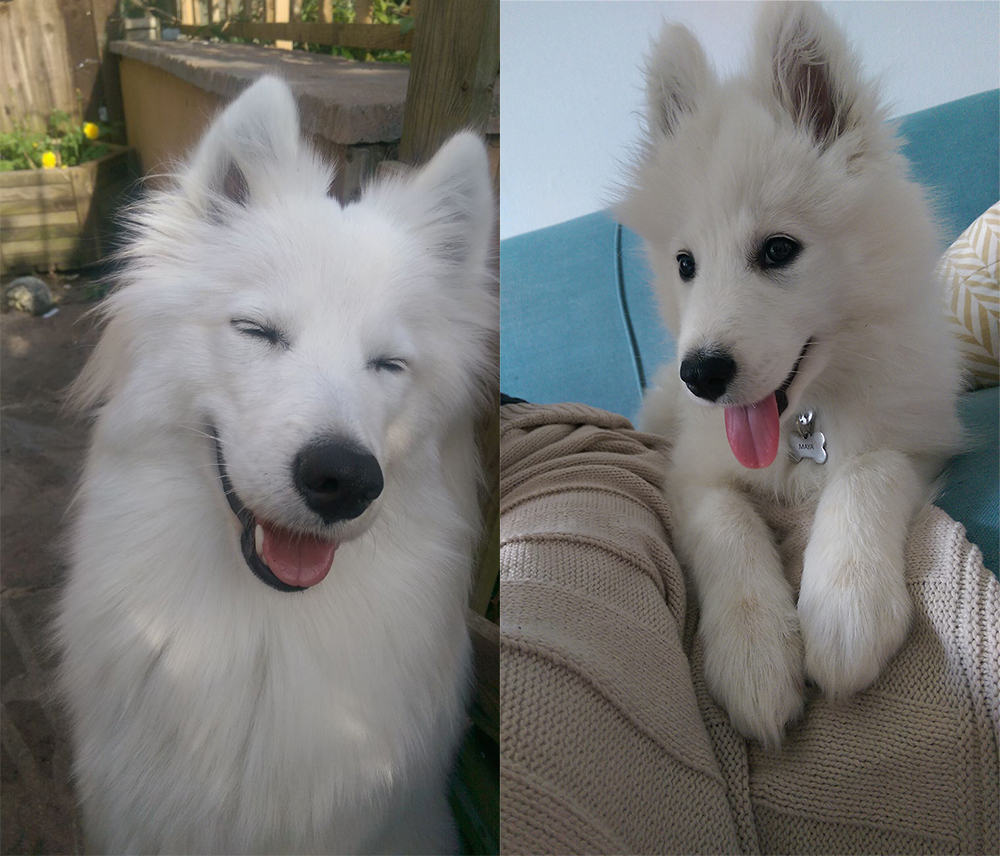 Maya the Samoyed