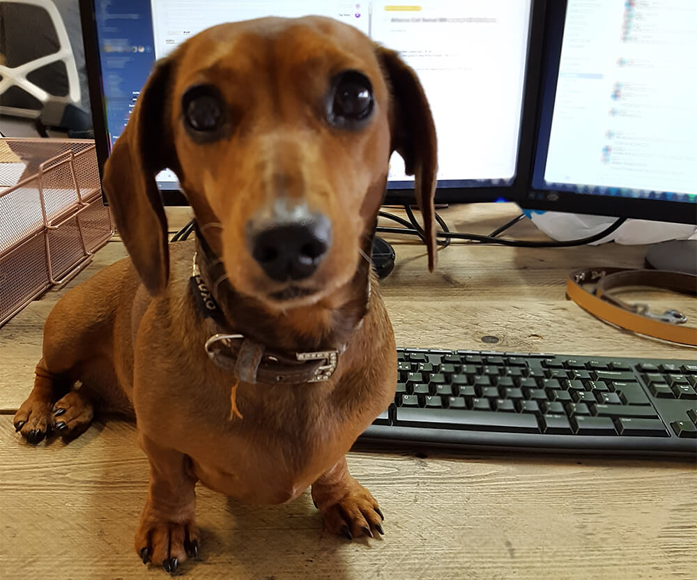 Kizzy the Daschund stood on a desk
