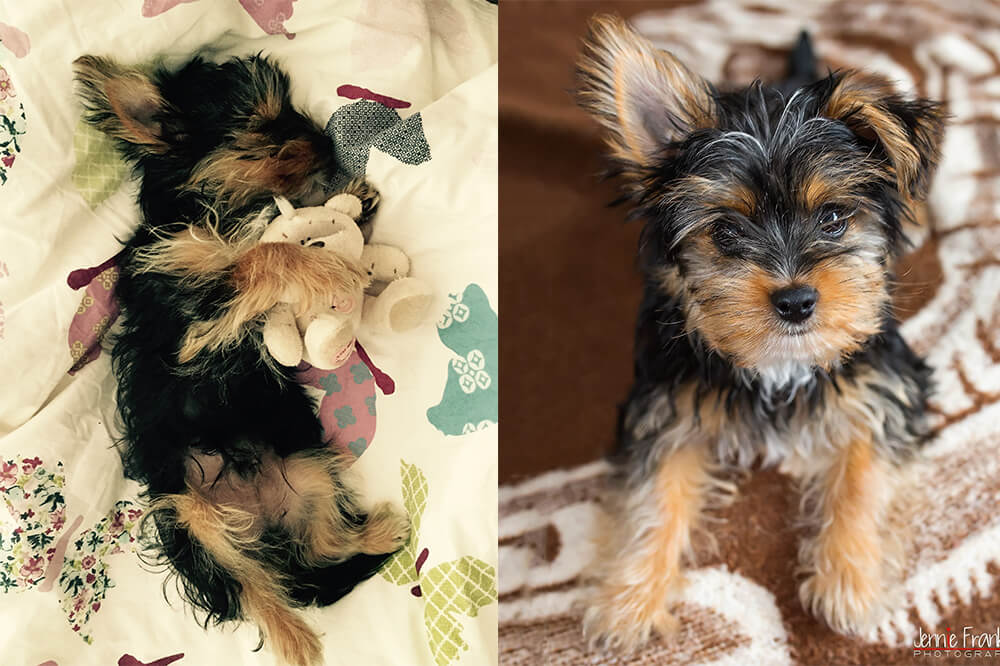 Harry the Yorkshire Terrier